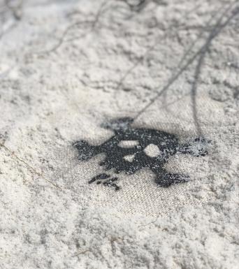 Treasure Trex Treasure Trex