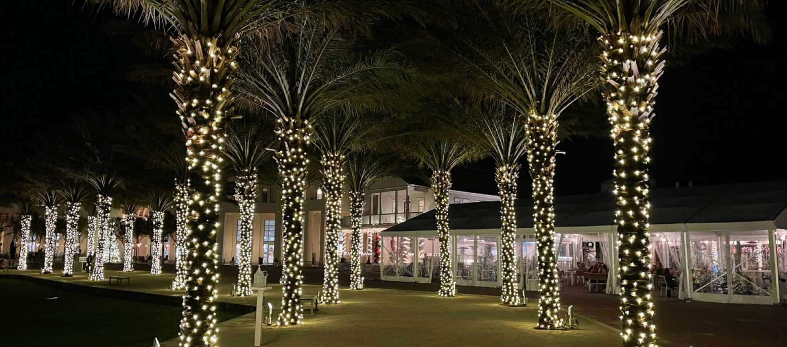 Lighted Amphitheater Palm Trees for the Holidays in Seaside, Florida